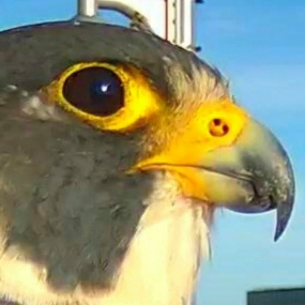 Wandering Falcon