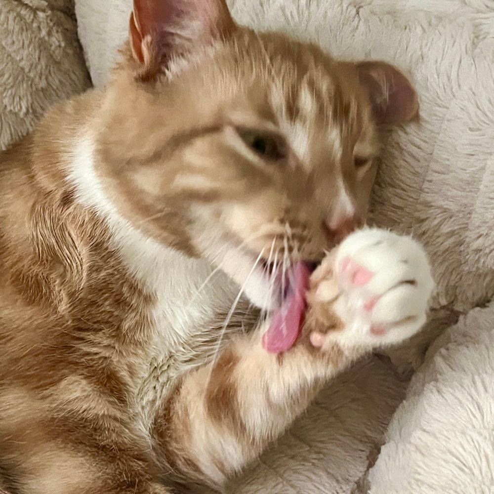one handsome feline 😽