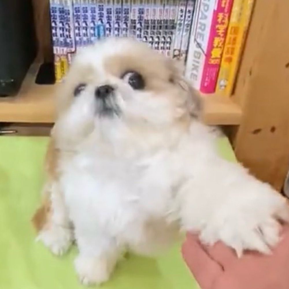 わんぽこわんわん
