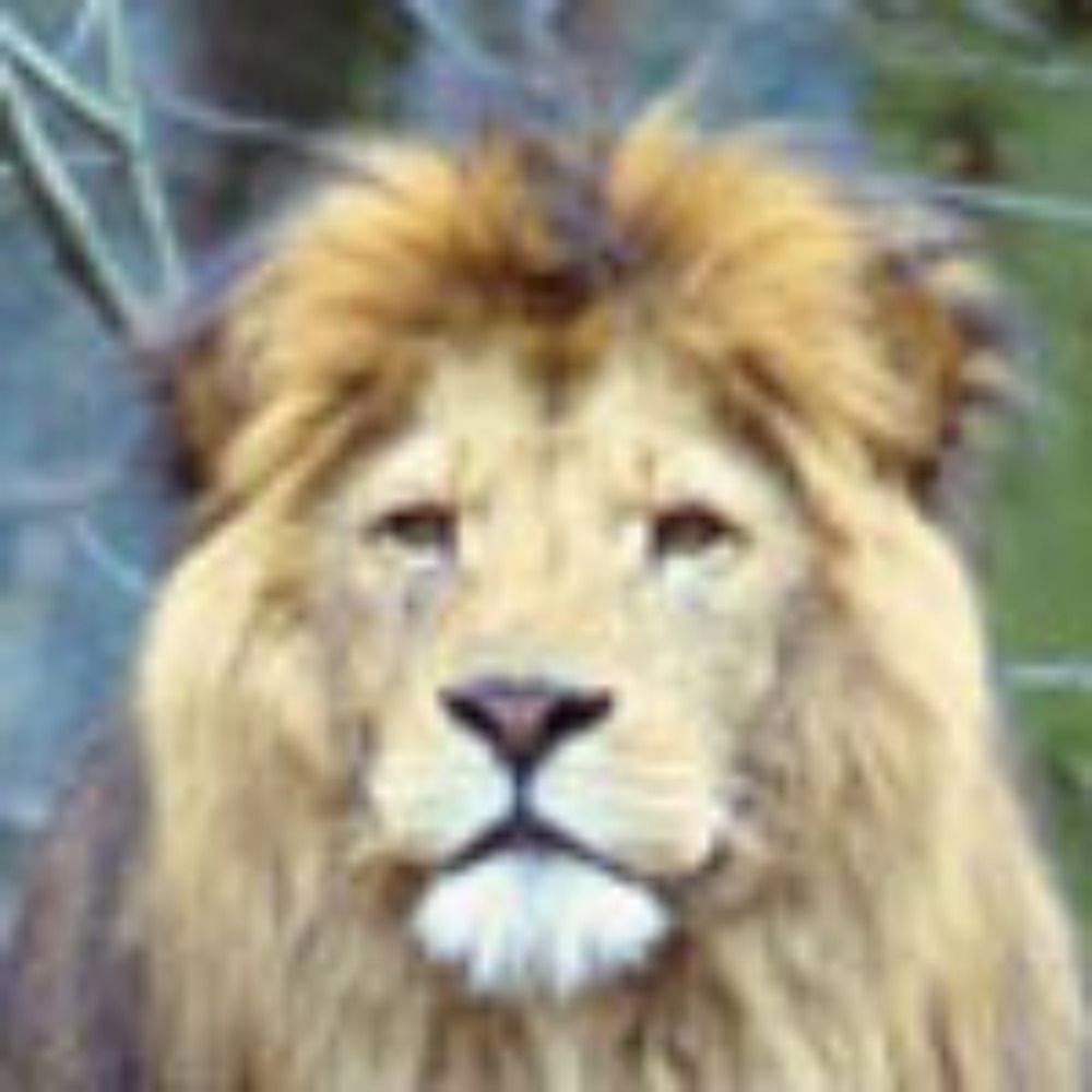 Pat le lion's avatar