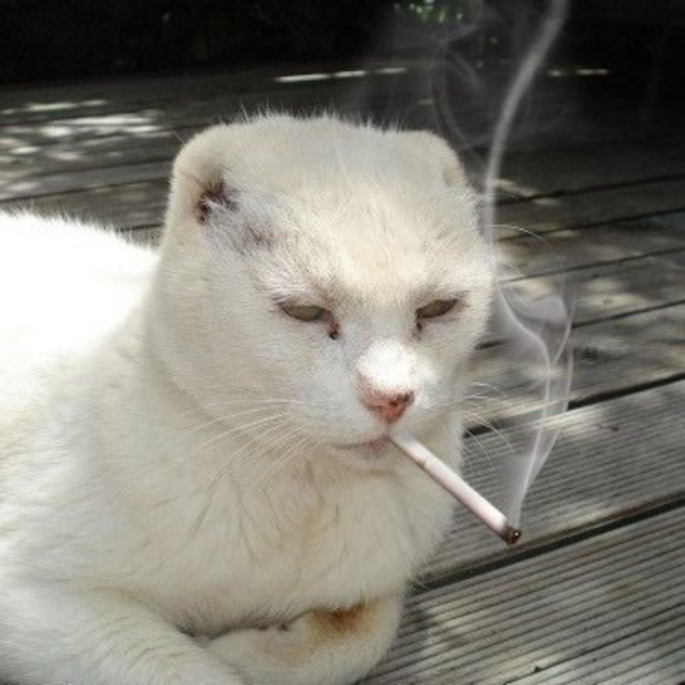 🚩GATO FUMADOR🚩