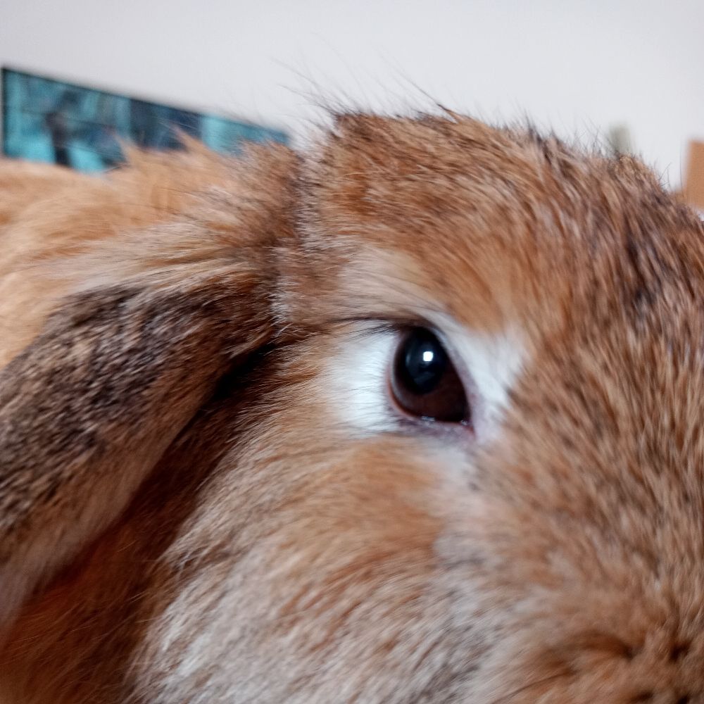 Matilda 