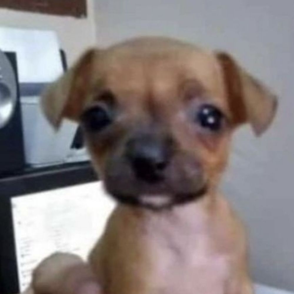 Dog da belli