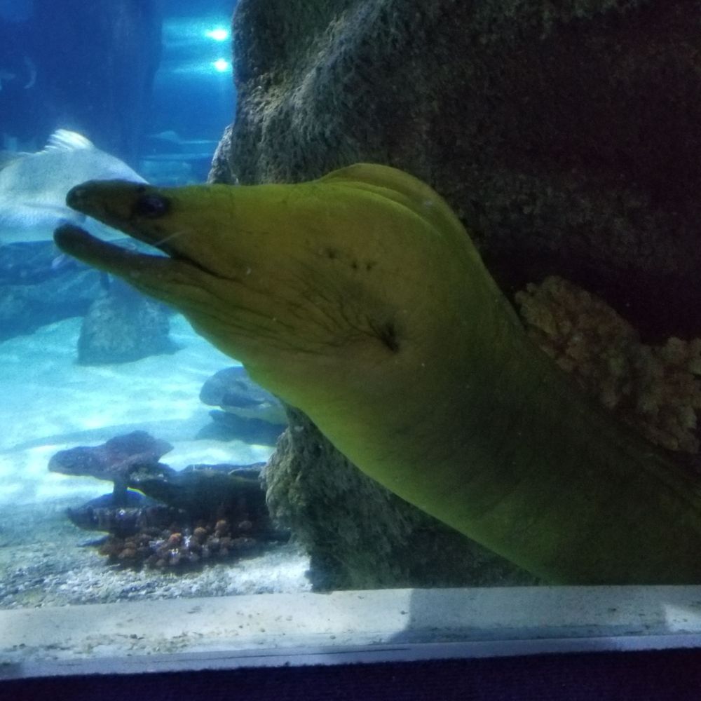 Lunar Eel