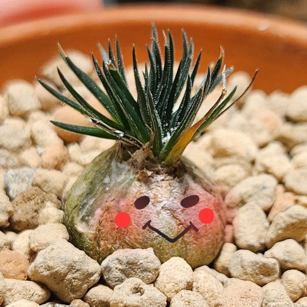 푸푸