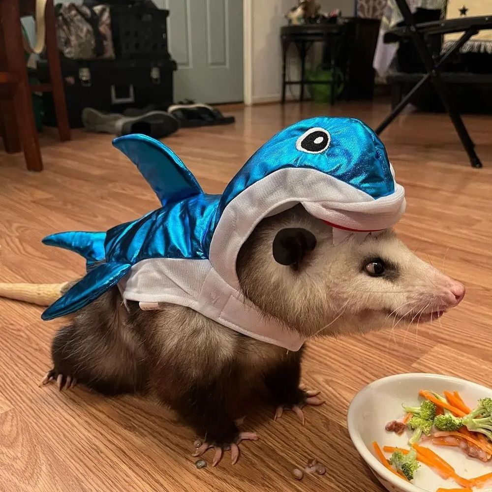RigbyPoss
