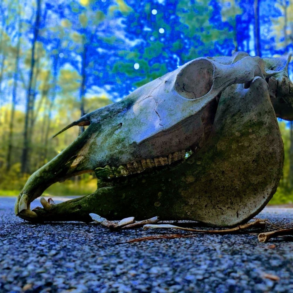 These Old Bonez
