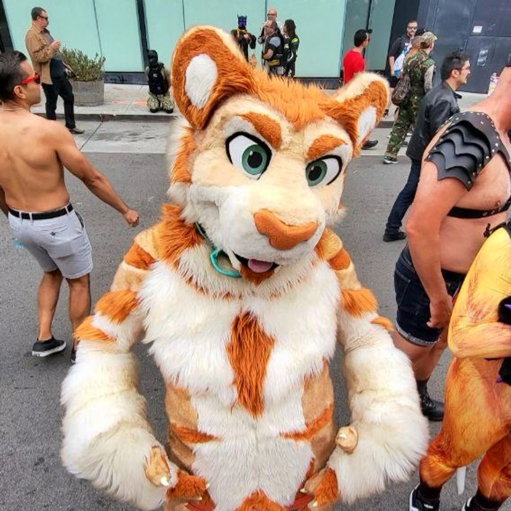 Big Cat 🐯
