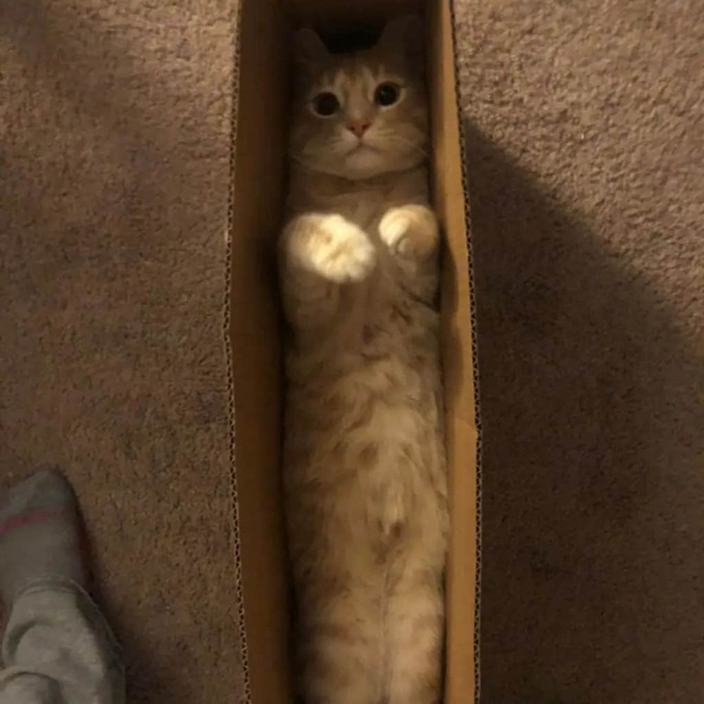 😹