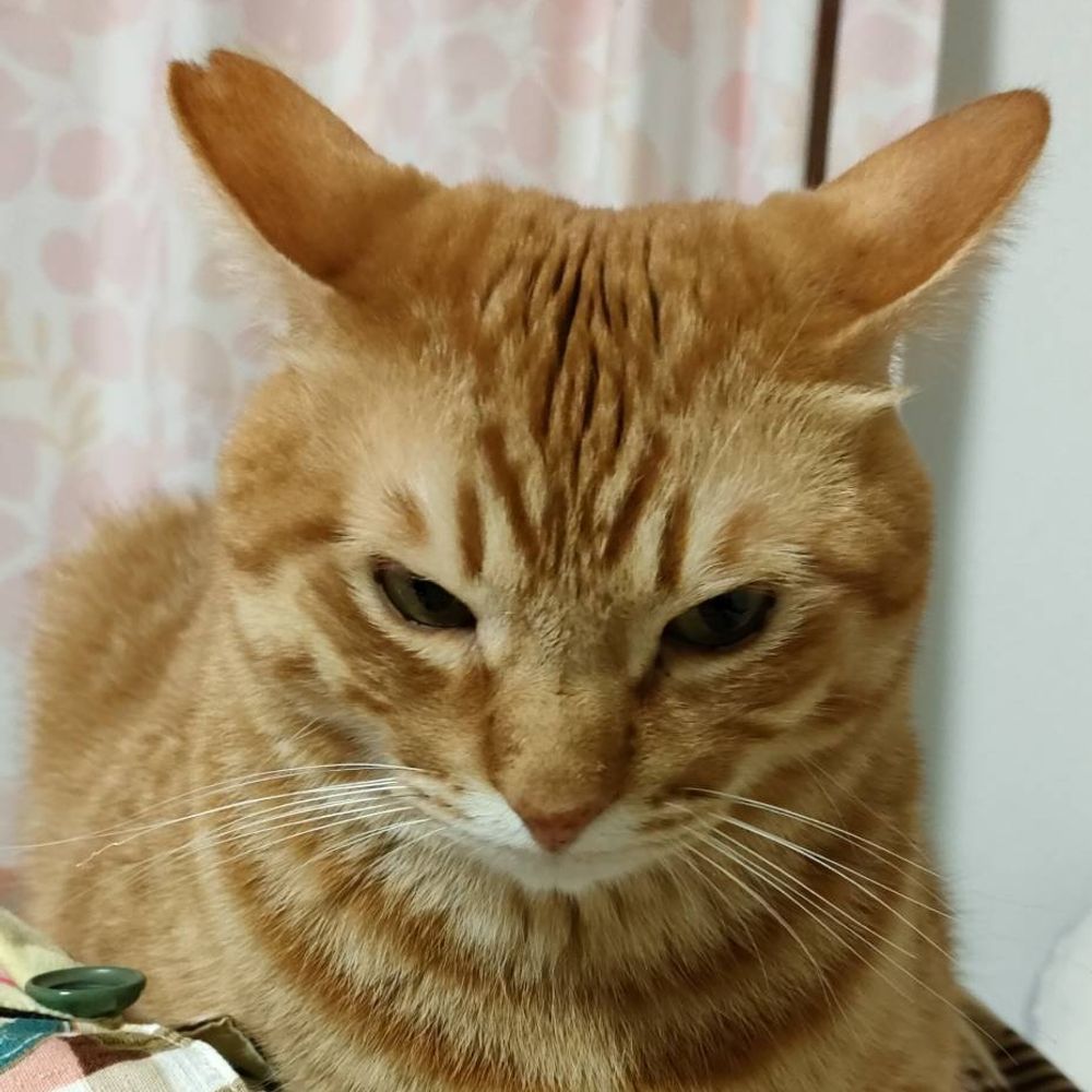 コペル