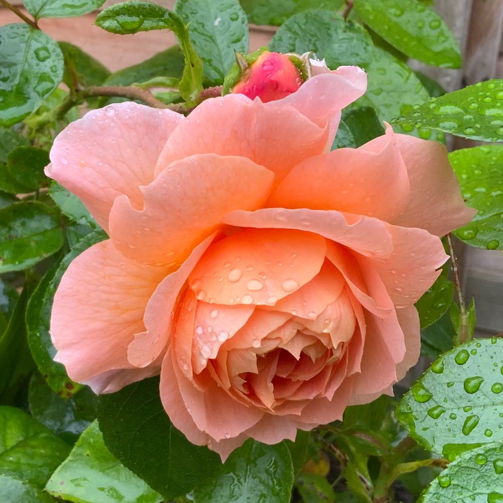 Roses UK