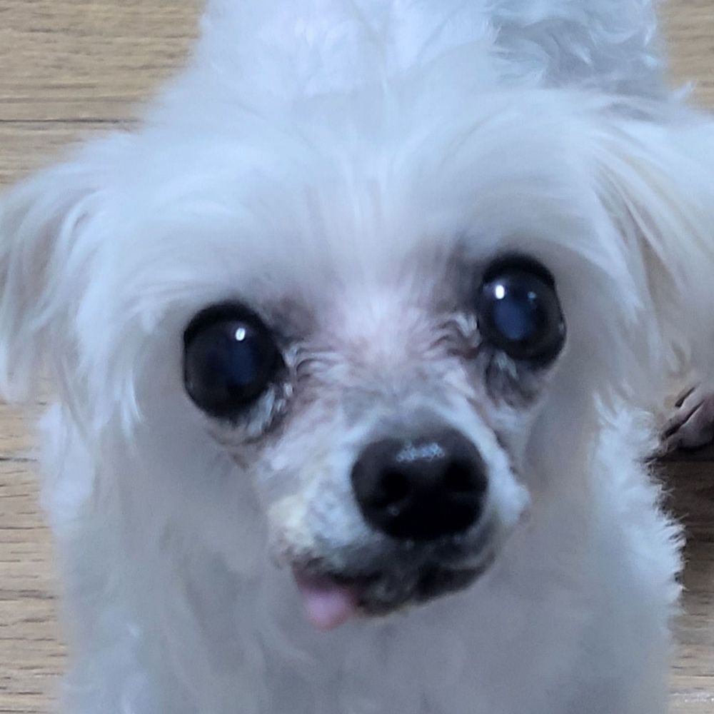 불냥냥