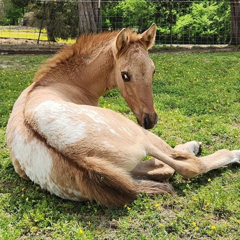 Trinity Appaloosa Farm