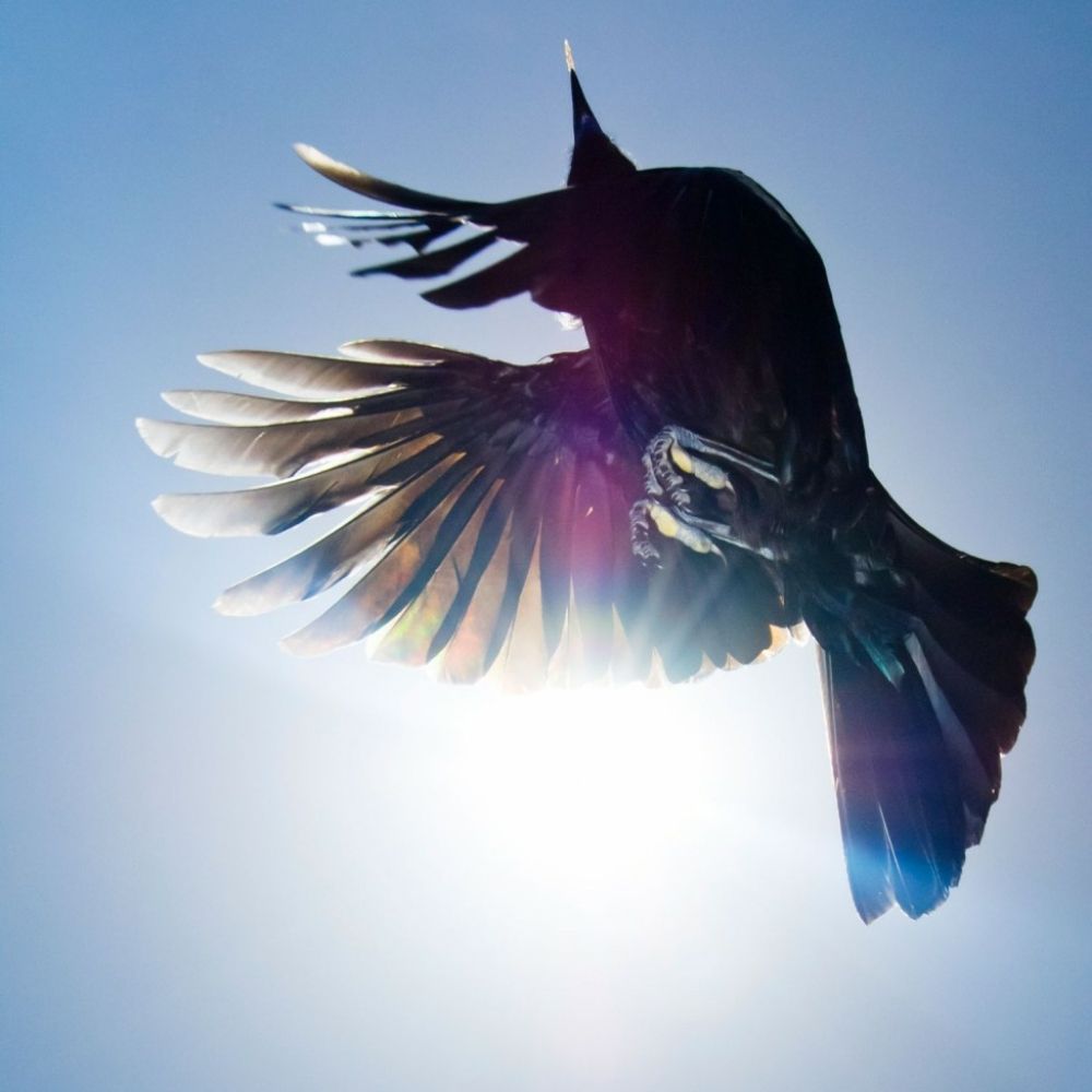 Serenhawk