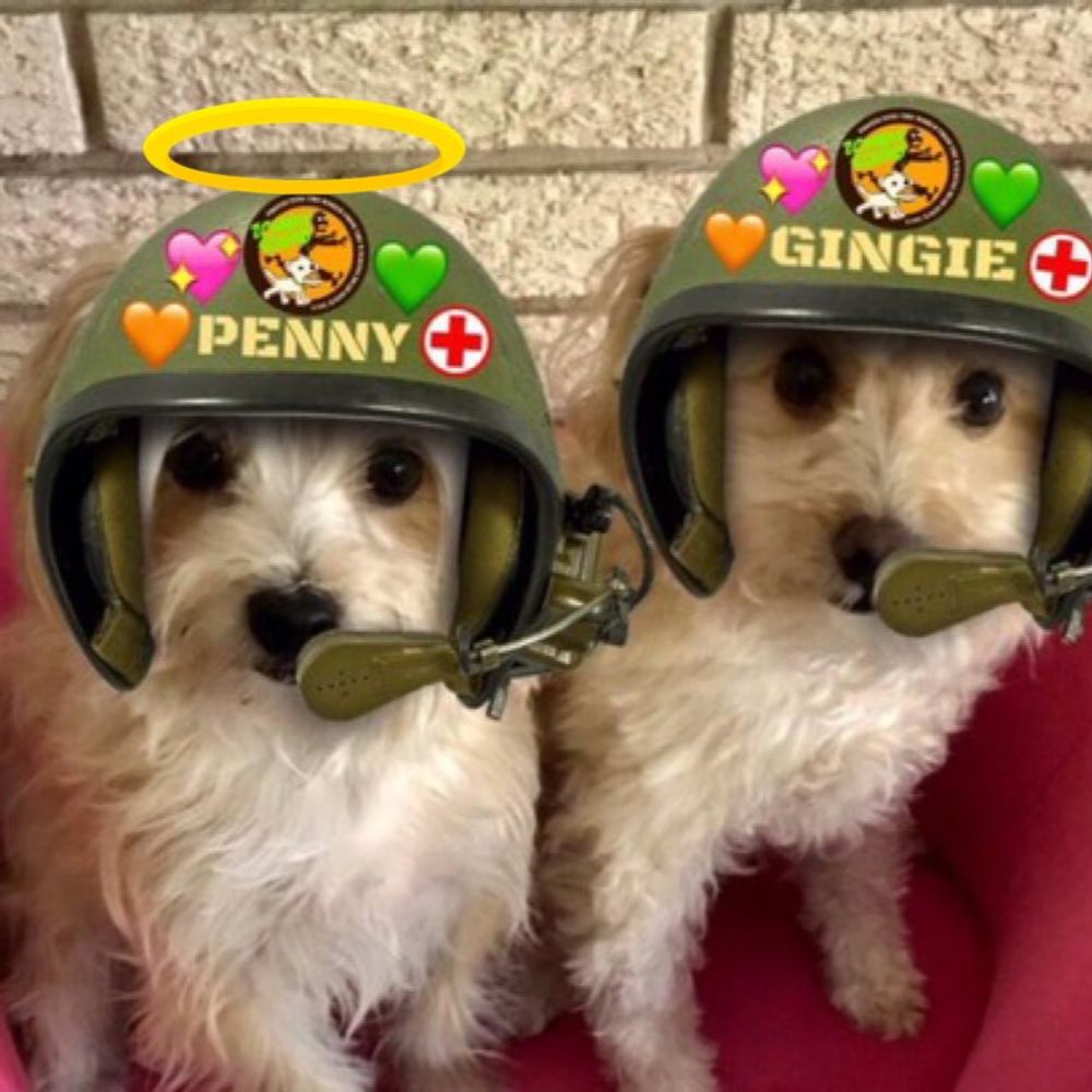 🌈Angel Penny & Brigadier Gingie