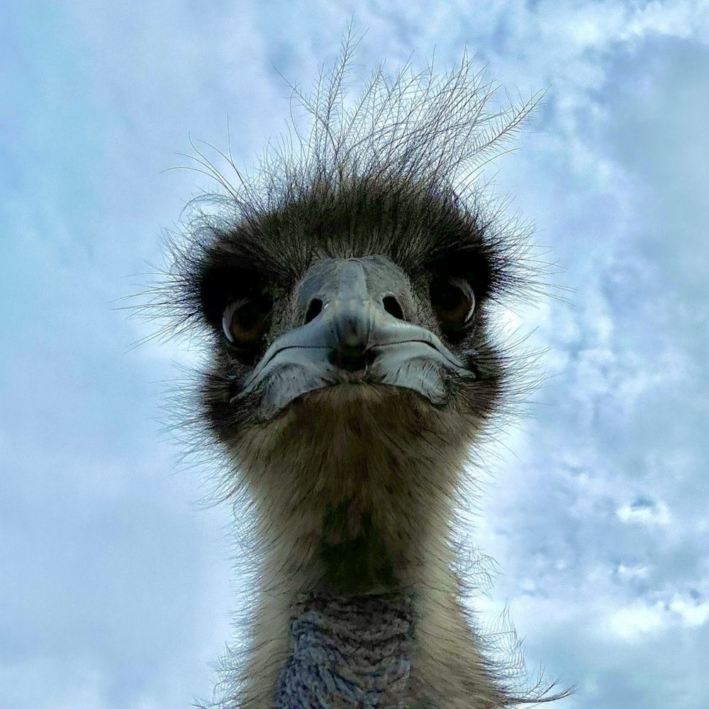 Sven