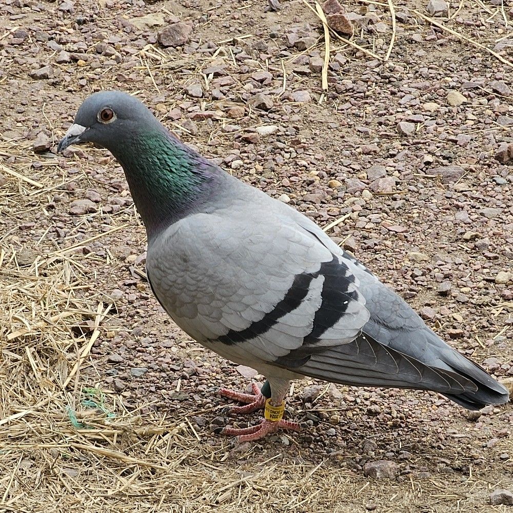 Al Grube 