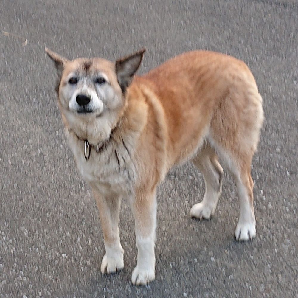 さまよう貧乏人