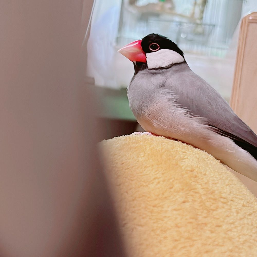 べべっち