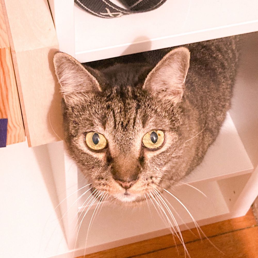 Art Cat