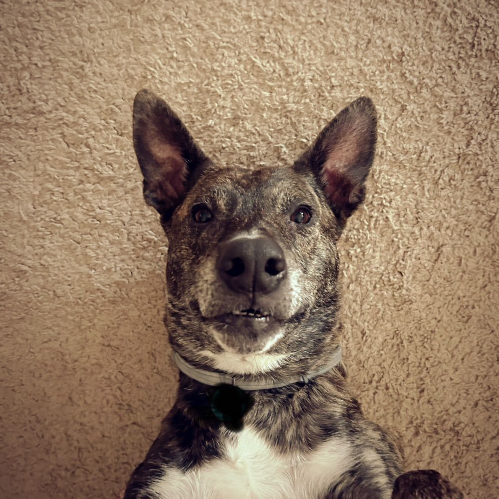 Lima Charlie