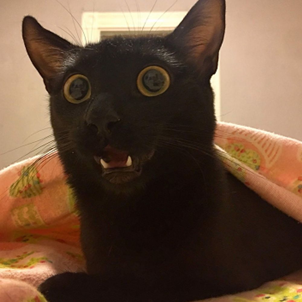 yemightyzog.bsky.social