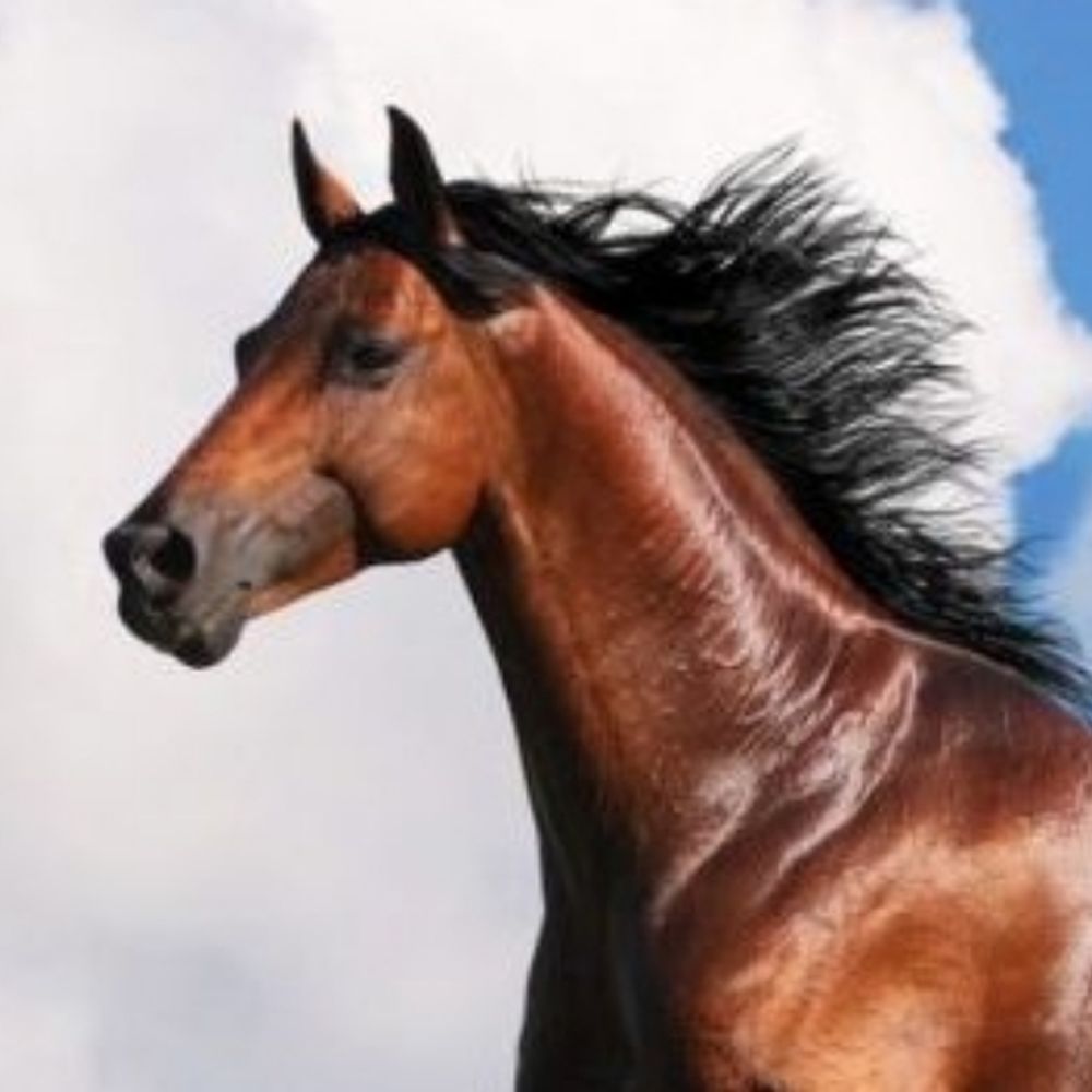 Equine-Human Intercourse Specialist 's avatar