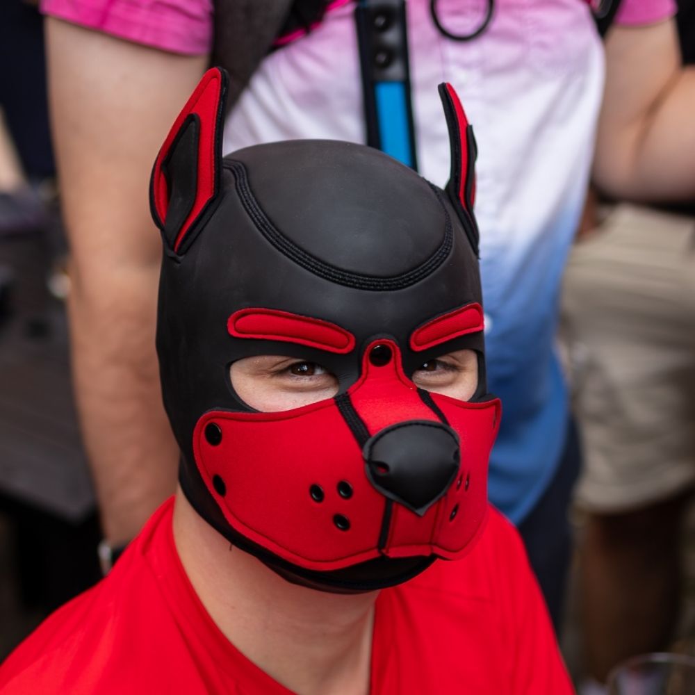 Pup Kip
