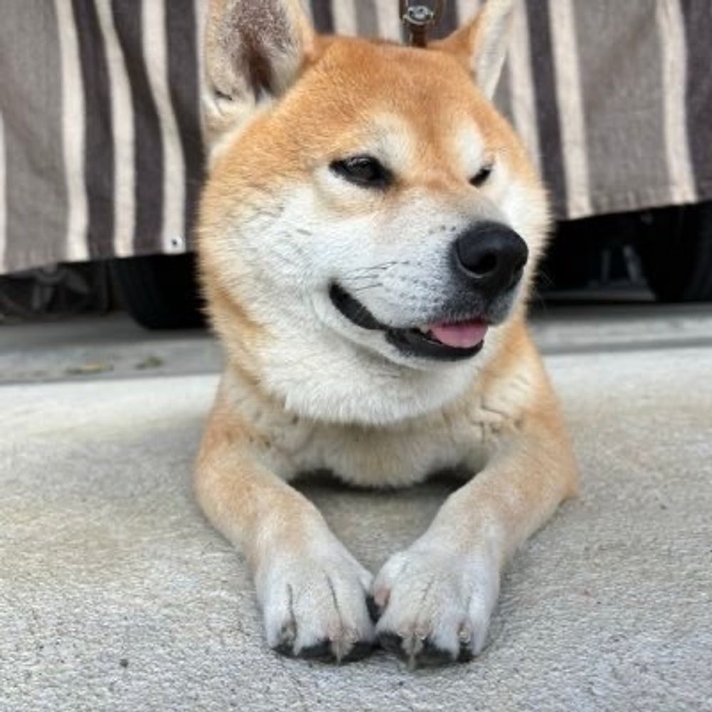 きゃぶ🐺🐦‍⬛