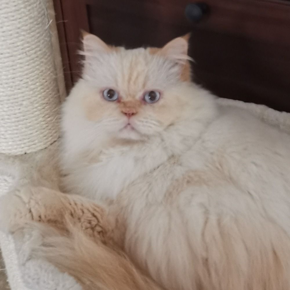 Floki