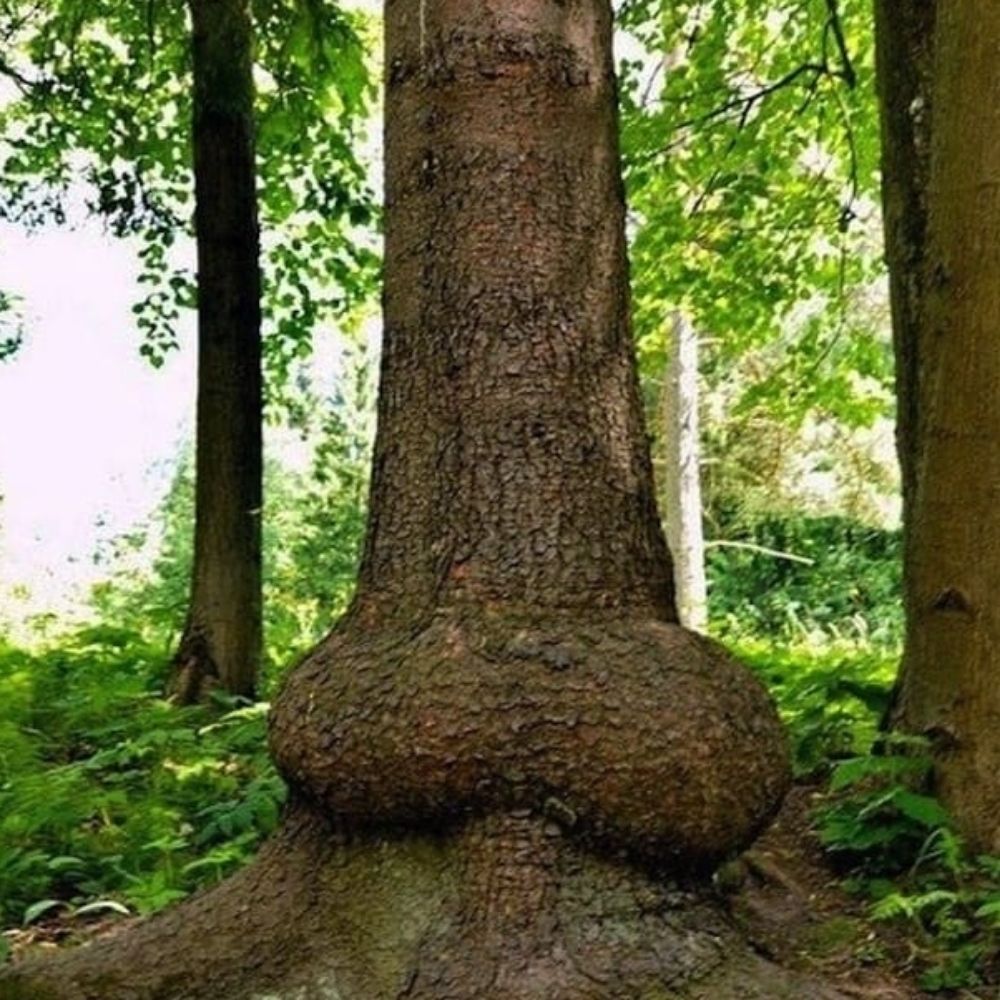 Phallus Impudicus  🇧🇪🌈 🍆4🍑