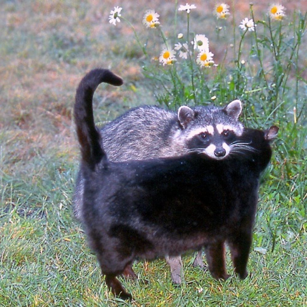 ham