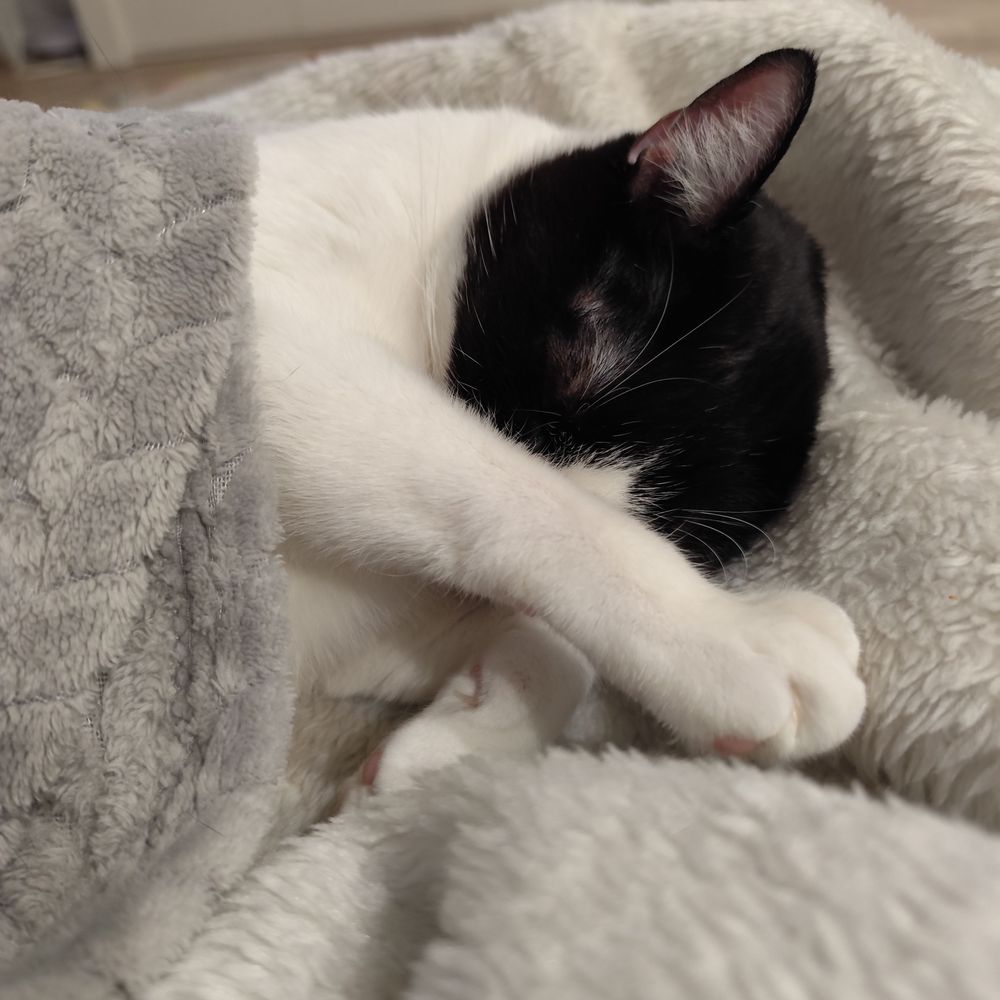 Miau