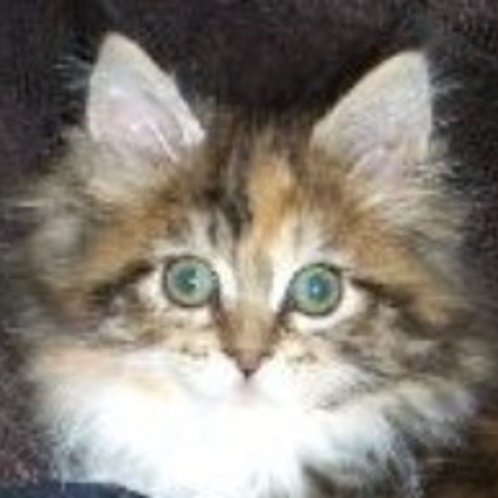Phoebe
