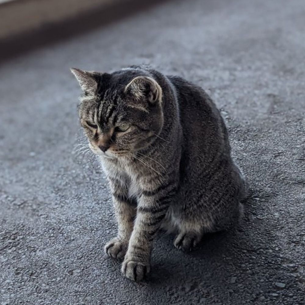 かたお