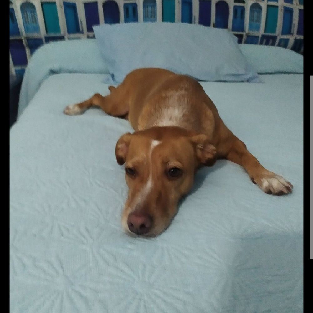 Mquitox