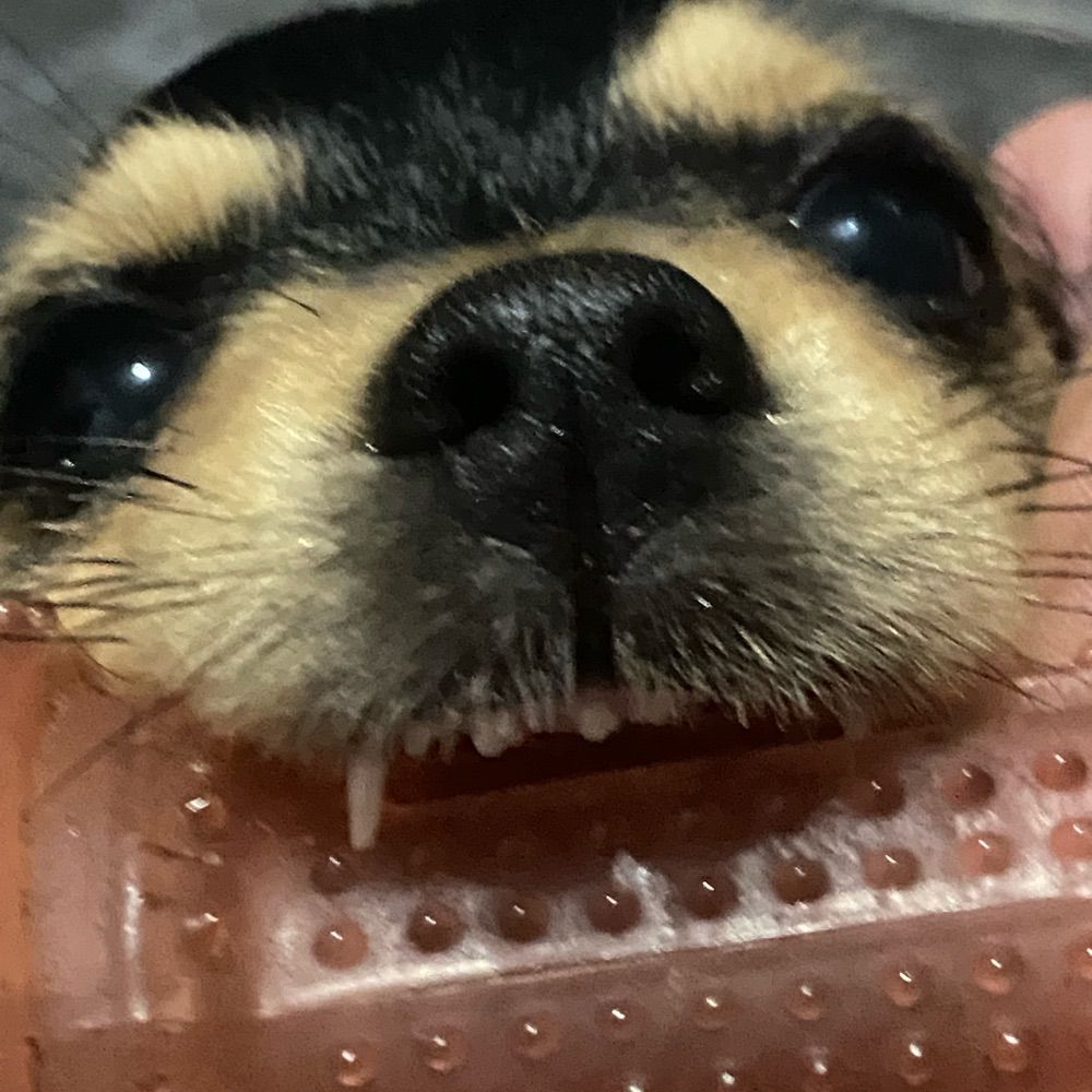 fia doxum esculpida e escarrada