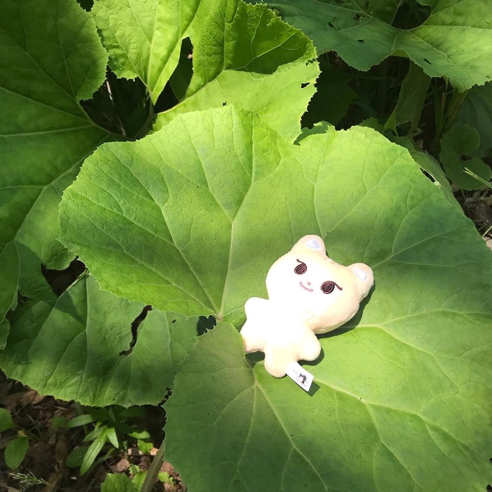 グレ