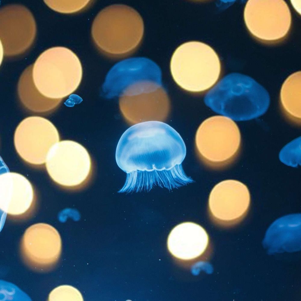 海月