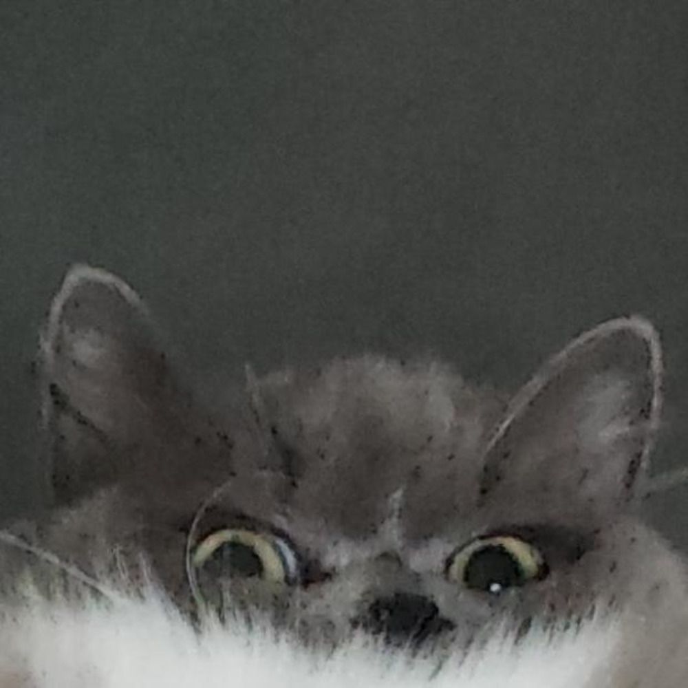 Kikkilein