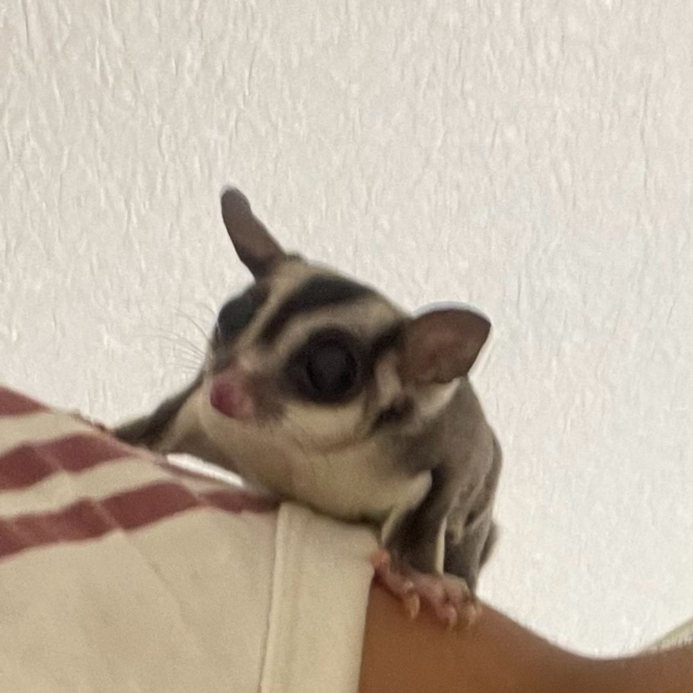 ざらめちゃん。