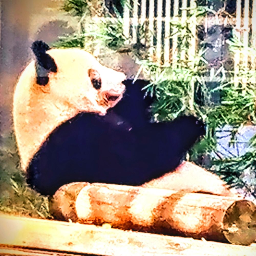 ふかぱん 