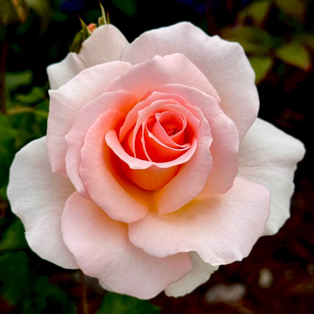 Rose Porn