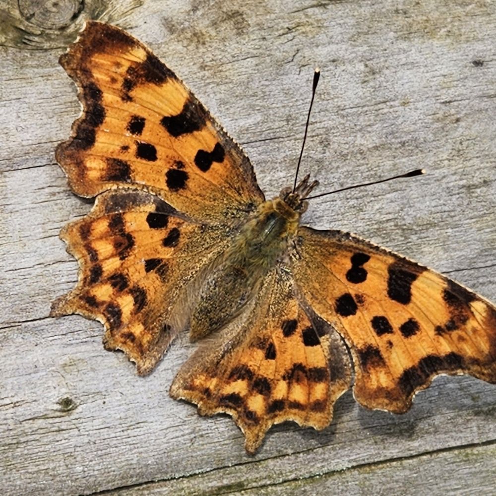 Steven Cheshire's British and European Butterflies