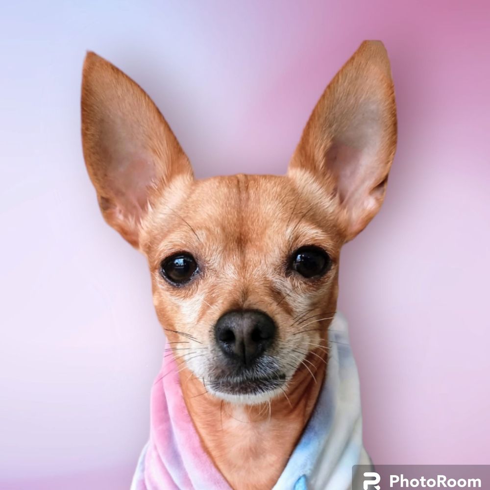 Pippa