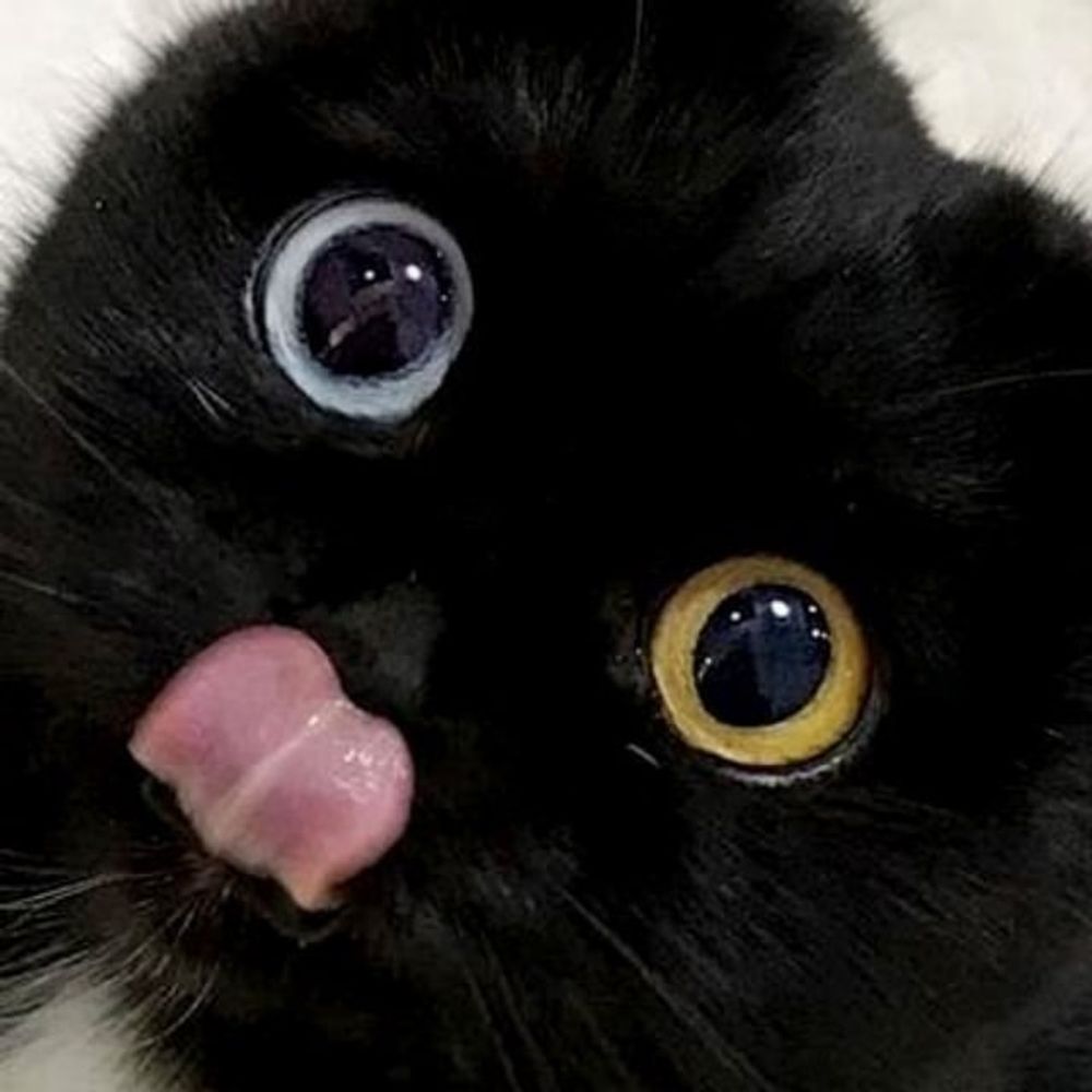 🐈‍⬛🍉