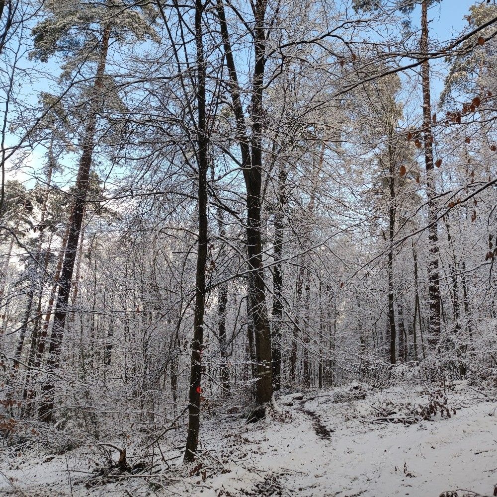 emiliaconejo.bsky.social