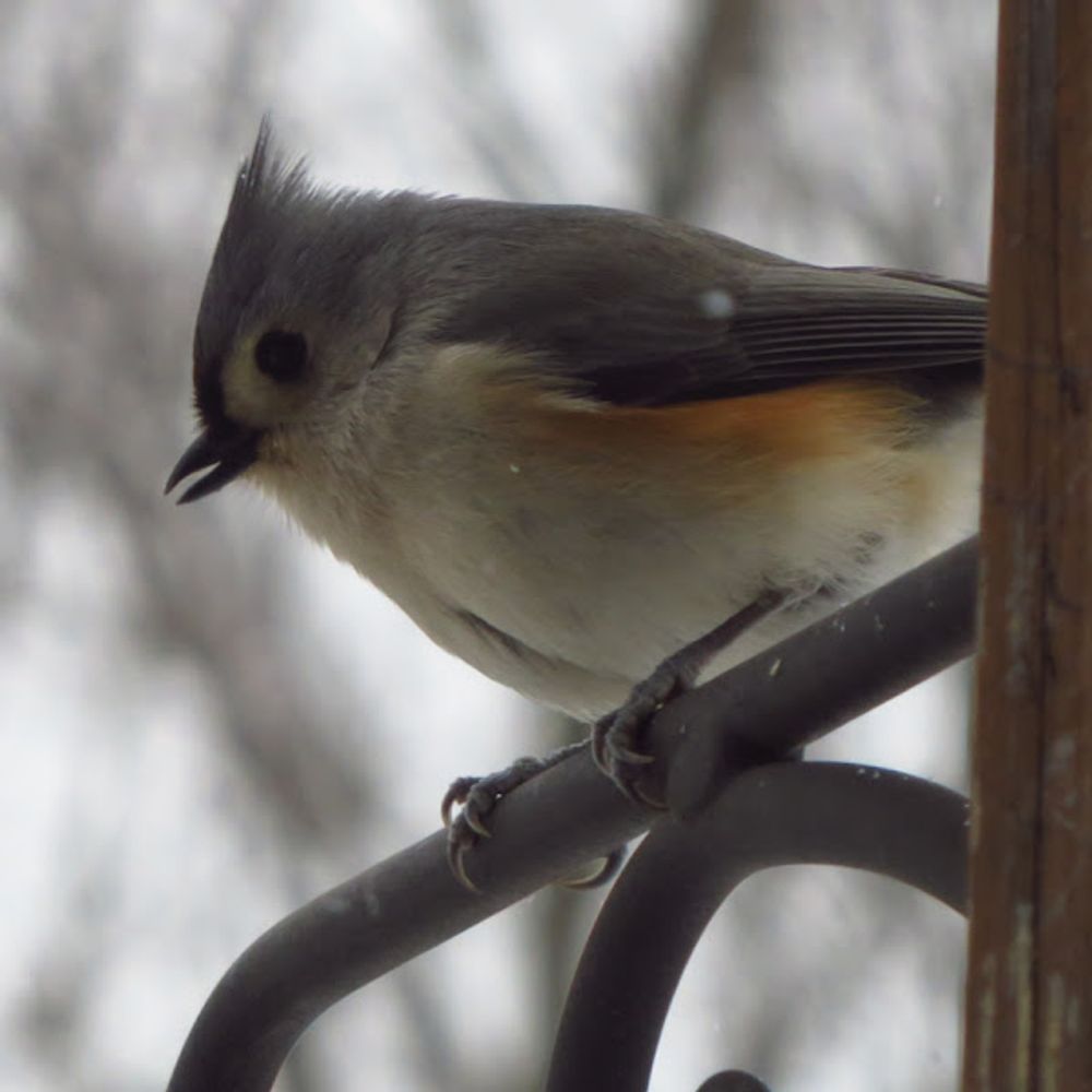Backyard Ontario Wildlife