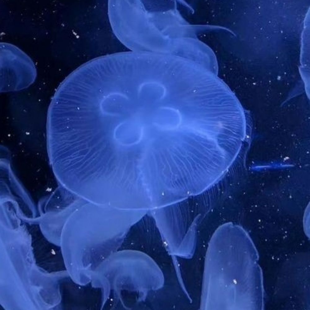 Jellyfish