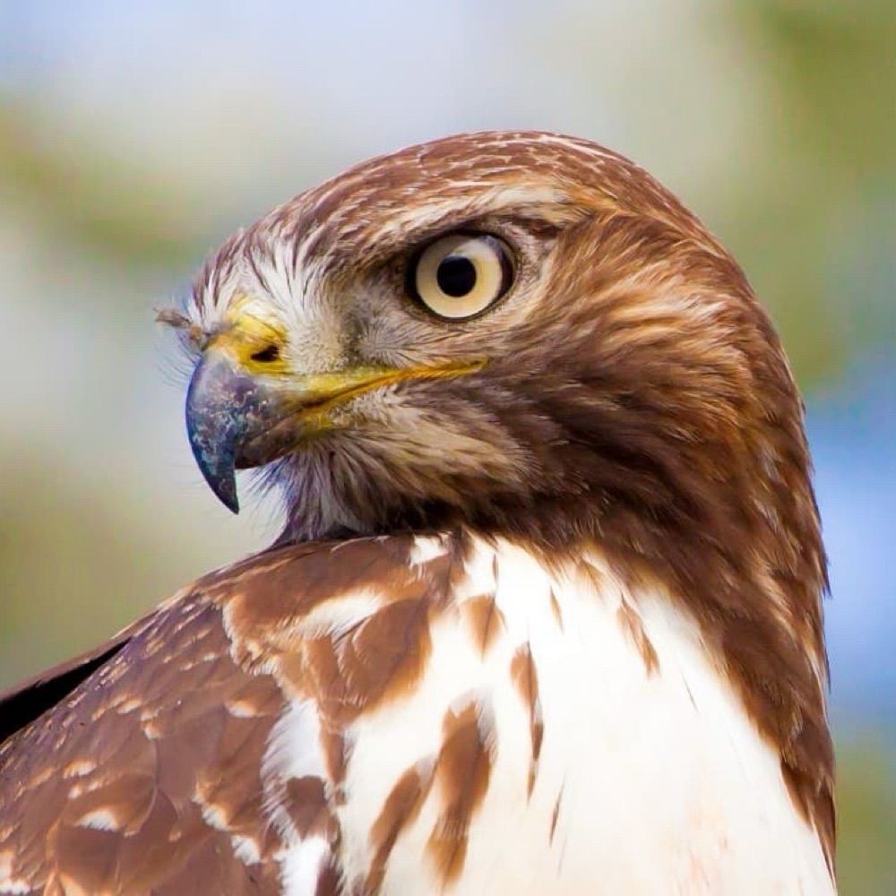 Big Hawk